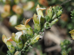 Aspalathus hispida albiflora