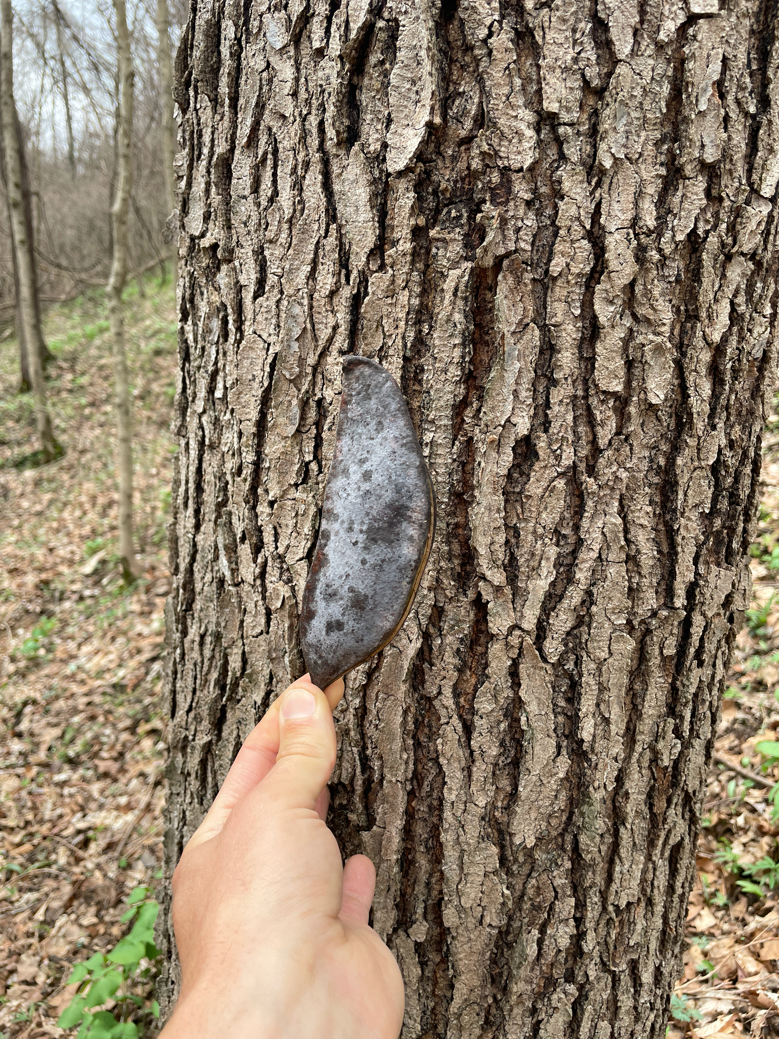 Kentucky Coffeetree (Gymnocladus dioicus)