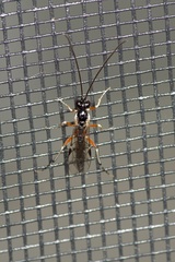 Diplazon laetatorius