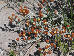 Helichrysum cochleariforme