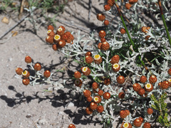 Helichrysum cochleariforme