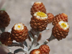 Helichrysum cochleariforme