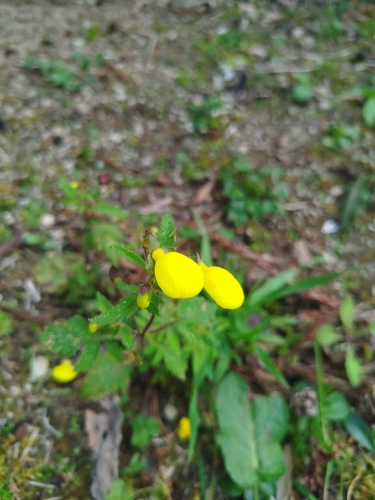 Calceolaria tripartita (Calceolaria tripartita)