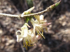 Lonicera harae