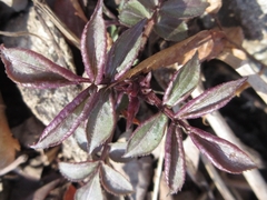 Sambucus sieboldiana
