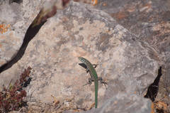 Podarcis pityusensis