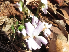Viola collina