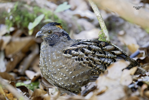Spotted Wood Quail (Odontophorus guttatus), photo 1
