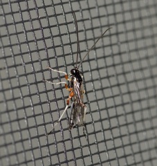 Diplazon laetatorius