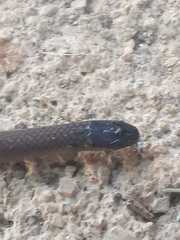 Aparallactus capensis