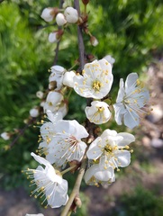 Prunus cerasifera