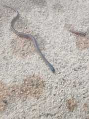 Aparallactus capensis