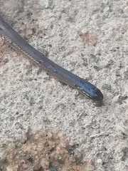 Aparallactus capensis