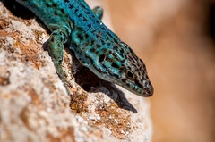 Podarcis pityusensis