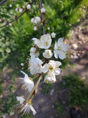 Prunus cerasifera