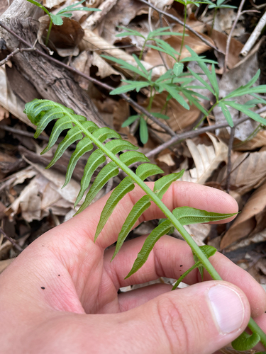 narrow-leaved glade fern (Homalosorus pycnocarpos)
