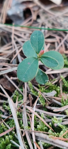 bog bilberry (Vaccinium uliginosum)