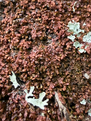 Asa Gray's Scalewort (Frullania asagrayana)