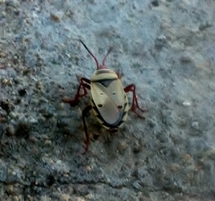 Probergrothius