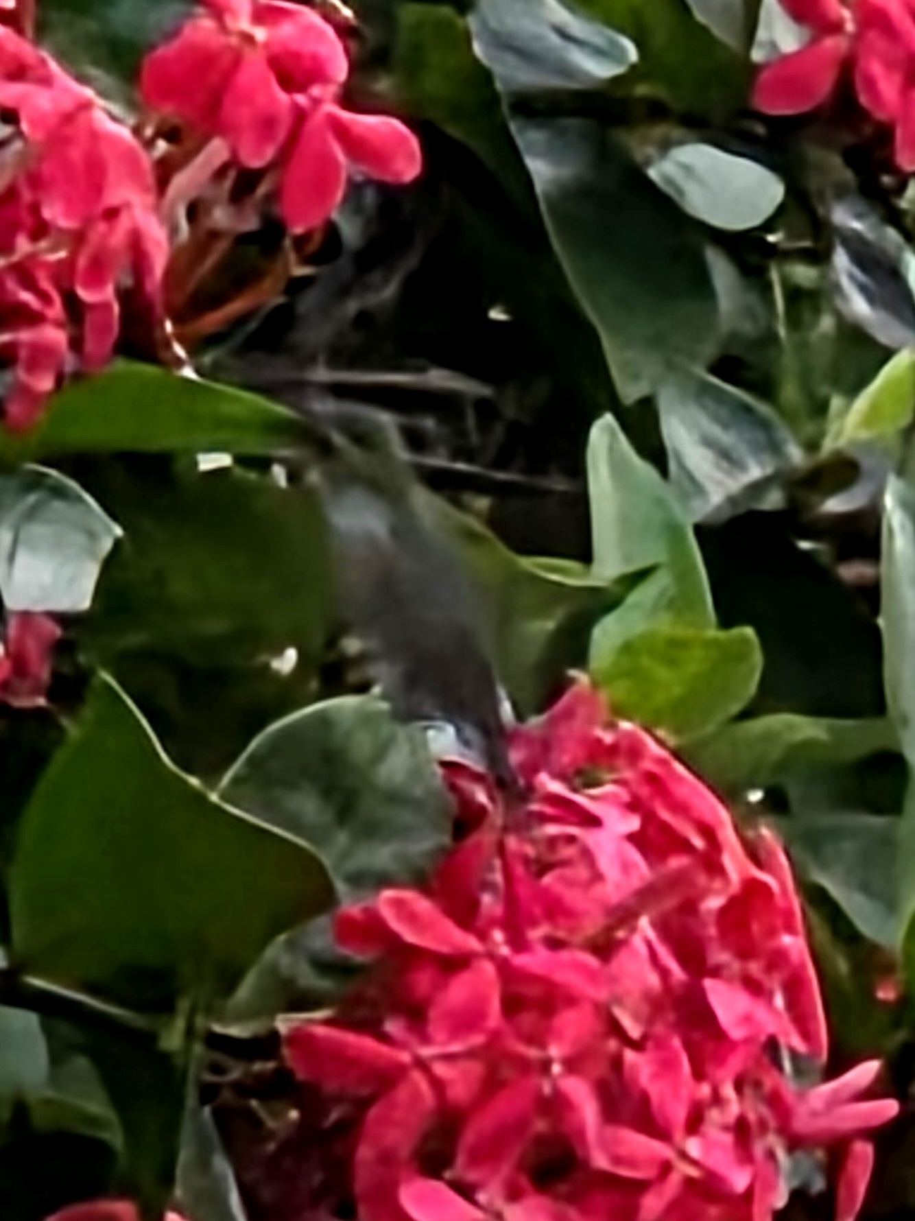Vervain Hummingbird (Mellisuga minima), photo 5
