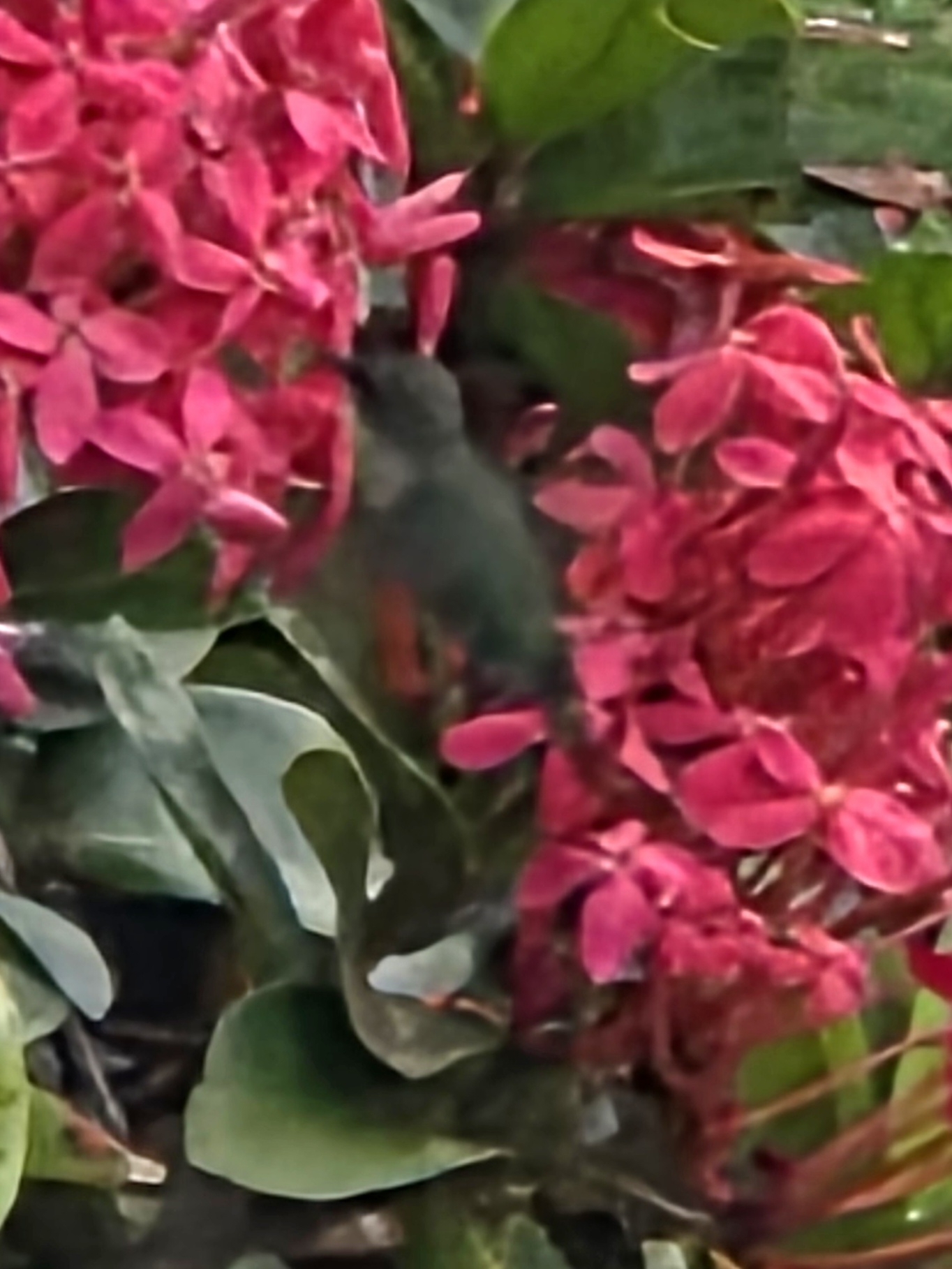 Vervain Hummingbird (Mellisuga minima), photo 6