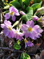 Primula vulgaris rubra