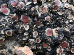 Peltula patellata