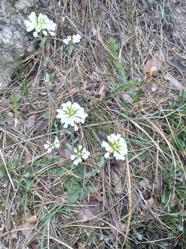 mountain pennycress (Noccaea montana)