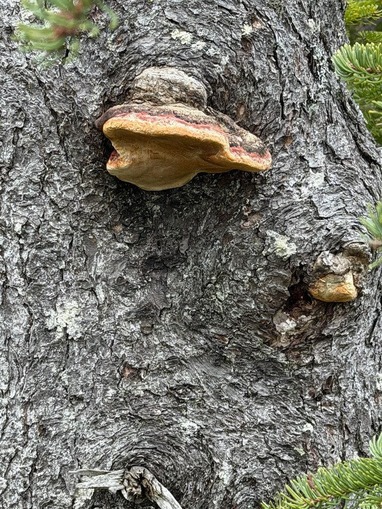 Fomitopsis mounceae · April 2026 · photo: © mythical_mold (iNaturalist, cc-by)