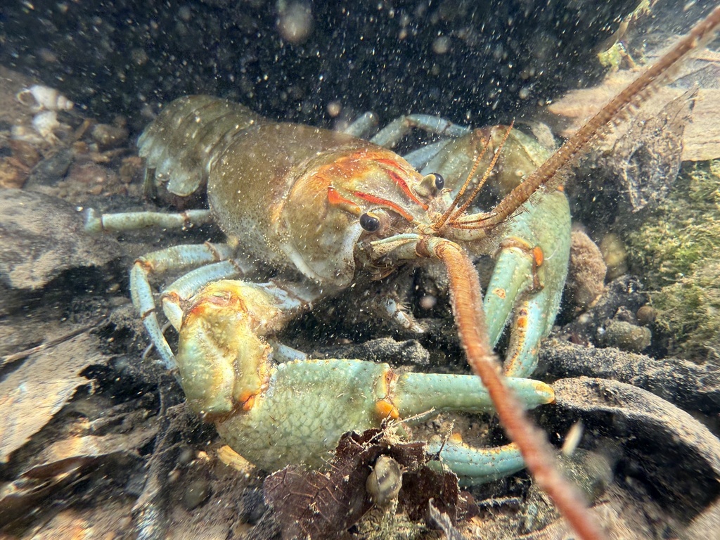 Bottlebrush Crayfish