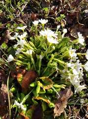 Primula vulgaris rubra