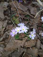 Primula vulgaris rubra