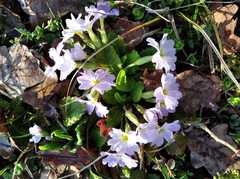 Primula vulgaris rubra