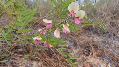 goat's rue (Tephrosia virginiana)