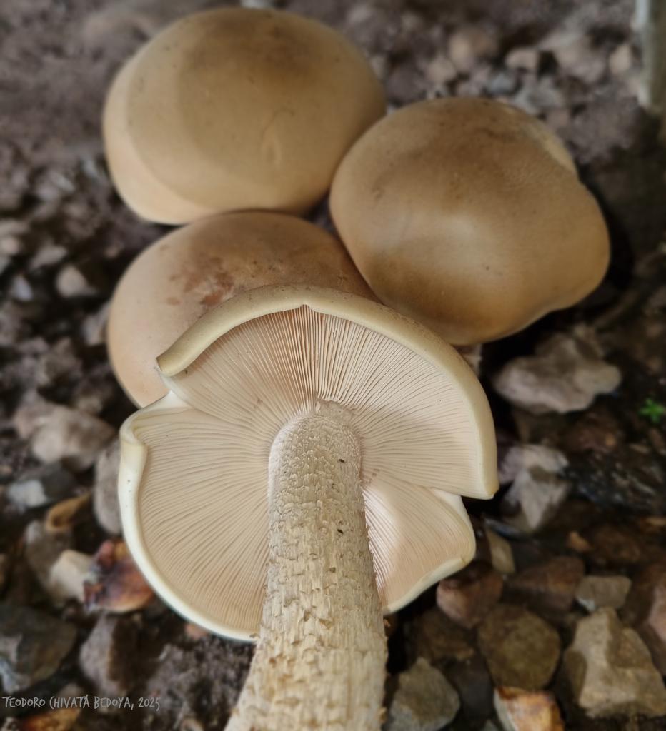 Macrocybe titans