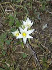Ornithogalum sintenisii