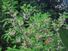 Elaeocarpus polystachyus