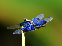 Rhyothemis resplendens