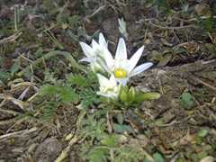 Ornithogalum sintenisii