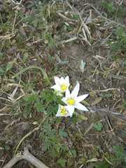 Ornithogalum sintenisii