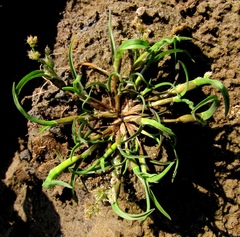 Coleanthus subtilis