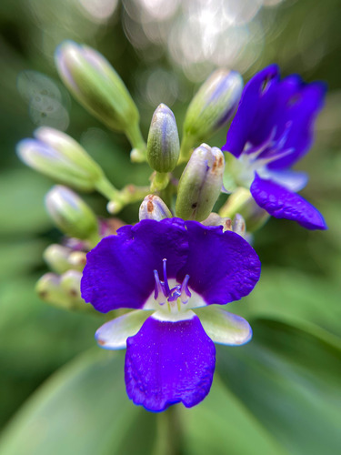 Dichorisandra hexandra, photograph 6