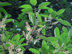 Elaeocarpus polystachyus