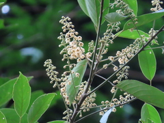 Elaeocarpus polystachyus