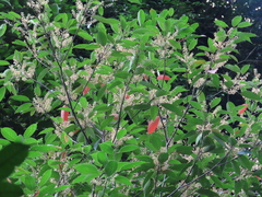 Elaeocarpus polystachyus