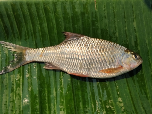 Spiny-rayed scraper carp (Scaphiodonichthys acanthopterus) — Cyprinidae — 2