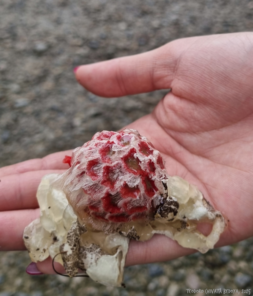 Clathrus cristatus · June 2025 · photo: © teodoro_chivatabedoya (iNaturalist, cc-by)