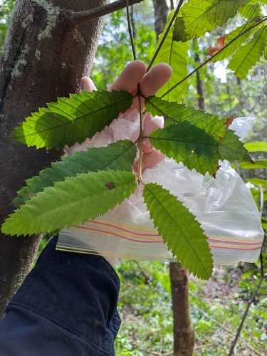 Callicoma (Callicoma serratifolia)