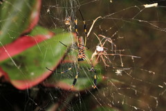 Trichonephila clavipes