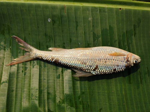 Gerlach's scraping carp (Onychostoma gerlachi) — Cyprinidae — 5